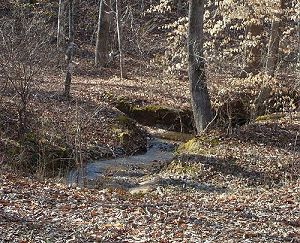 creek and woods