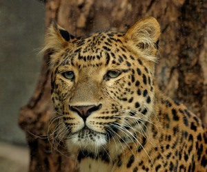 North China Leopard