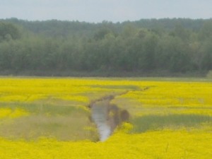 Field near Selmer, Tn