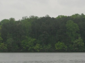 Long shot of bald eagle at Natchez Trace State Park in Tennessee