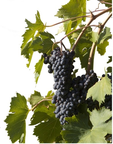 Merlot grapes, courtesy of stockfreeimages.com