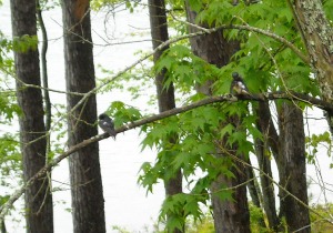 birds at Natchez Trace State Park in Tennessee