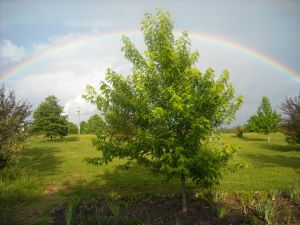 rainbow in Selmer, TN