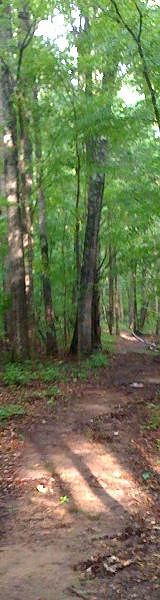 Woods at Rose Creek Village