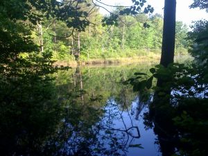 pond in Selmer, TN